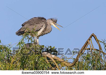 Picture - "Grey Heron (Ardea cinerea) perched on the nest, Lower Saxony, Germany, Europe". Fotosearch