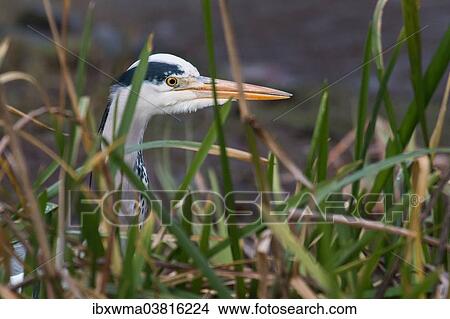 "Grey Heron (Ardea cinerea), portrait, Hessen, Germany, Europe" View Large Photo Image Picture - "Grey Heron (Ardea cinerea), portrait, Hessen, Germany, Europe". Fotosearch