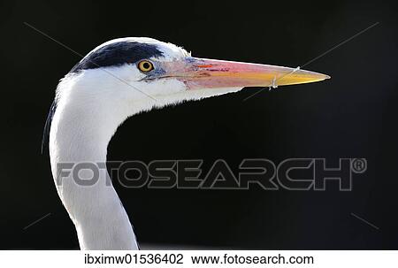 "Grey Heron (Ardea cinerea), portrait" View Large Photo Image Stock Image - "Grey Heron (Ardea cinerea), portrait". Fotosearch