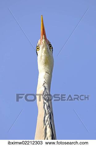 "Grey Heron (Ardea cinerea), portrait, Stuttgart, Baden-Wuerttemberg, Germany, Europe" View Large Photo Image Stock Image - "Grey Heron (Ardea cinerea), portrait, Stuttgart, Baden-Wuerttemberg, Germany, Europe". Fotosearch