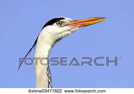 "Grey Heron (Ardea cinerea), portrait, Stuttgart, Baden-Wurttemberg, Germany, Europe" View Large Photo Image Stock Image - "Grey Heron (Ardea cinerea), portrait, Stuttgart, Baden-Wurttemberg, Germany, Europe". Fotosearch