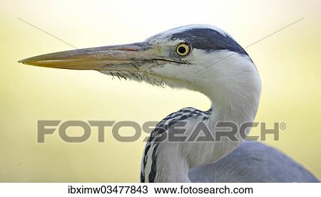Stock Image - "Grey Heron (Ardea cinerea), portrait, Stuttgart, Baden-Wurttemberg, Germany, Europe". Fotosearch