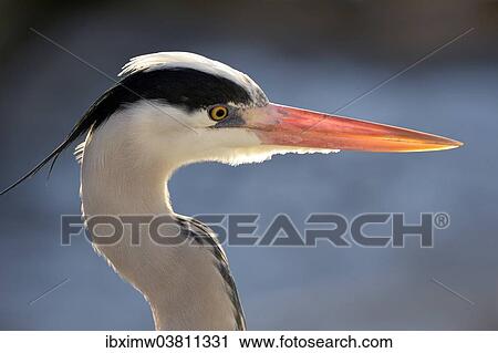 "Grey Heron (Ardea cinerea), portrait, Germany, Europe" View Large Photo Image Stock Image - "Grey Heron (Ardea cinerea), portrait, Germany, Europe". Fotosearch