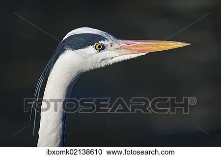 "Grey Heron (Ardea cinerea), portrait, captive" View Large Photo Image Stock Image - "Grey Heron (Ardea cinerea), portrait, captive". Fotosearch