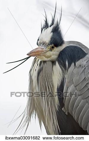 "Grey Heron (Ardea cinerea), portrait, North Hesse, Hesse, Germany, Europe" View Large Photo Image Stock Image - "Grey Heron (Ardea cinerea), portrait, North Hesse, Hesse, Germany, Europe". Fotosearch