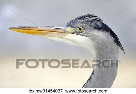 "Grey Heron (Ardea cinerea), portrait" View Large Photo Image Stock Photo - "Grey Heron (Ardea cinerea), portrait". Fotosearch