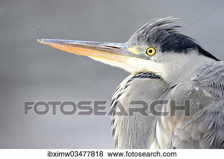 "Grey Heron (Ardea cinerea), portrait, Stuttgart, Baden-Wurttemberg, Germany, Europe" View Large Photo Image Stock Photo - "Grey Heron (Ardea cinerea), portrait, Stuttgart, Baden-Wurttemberg, Germany, Europe". Fotosearch