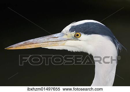 "Grey Heron (Ardea cinerea), portrait" View Large Photo Image Stock Photography - "Grey Heron (Ardea cinerea), portrait". Fotosearch