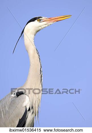"Grey Heron (Ardea cinerea), portrait" View Large Photo Image Stock Photography - "Grey Heron (Ardea cinerea), portrait". Fotosearch