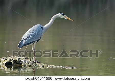 Stock Photograph - "Grey Heron (Ardea cinerea) ready to strike, Austria, Europe". Fotosearch