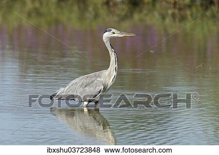 Stock Photo - "Grey Heron (Ardea cinerea), seeking fish, Maschwanden, Canton of Zurich, Switzerland, Europe". Fotosearch