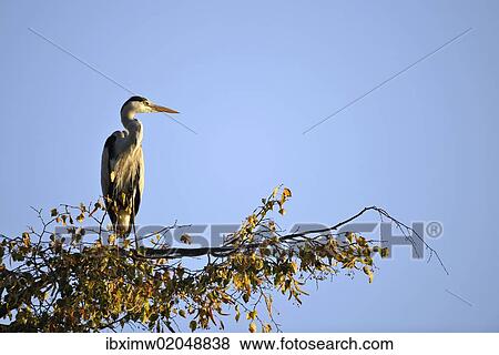 "Grey Heron (Ardea cinerea) sitting on a branch, Stuttgart, Baden-Wuerttemberg, Germany, Europe" View Large Photo Image Stock Photo - "Grey Heron (Ardea cinerea) sitting on a branch, Stuttgart, Baden-Wuerttemberg, Germany, Europe". Fotosearch