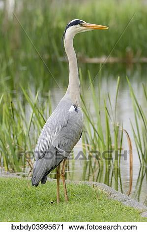 "Grey Heron (Ardea cinerea) standing at the edge of a pond, Germany, Europe" View Large Photo Image Stock Image - "Grey Heron (Ardea cinerea) standing at the edge of a pond, Germany, Europe". Fotosearch
