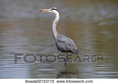 "Grey Heron (Ardea cinerea) standing in shallow water, with a captured fish in its beak, Camargue, France, Europe" View Large Photo Image Stock Image - "Grey Heron (Ardea cinerea) standing in shallow water, with a captured fish in its beak, Camargue, France, Europe". Fotosearch