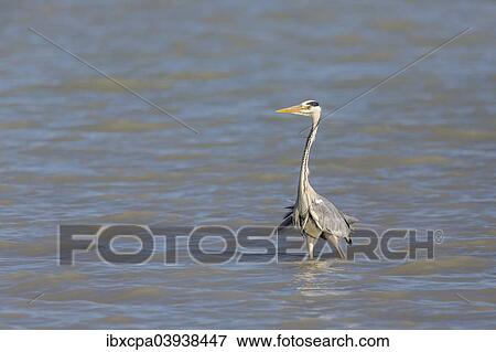 "Grey Heron (Ardea cinerea) standing in water, Seewinkel, Burgenland, Austria, Europe" View Large Photo Image Stock Photo - "Grey Heron (Ardea cinerea) standing in water, Seewinkel, Burgenland, Austria, Europe". Fotosearch
