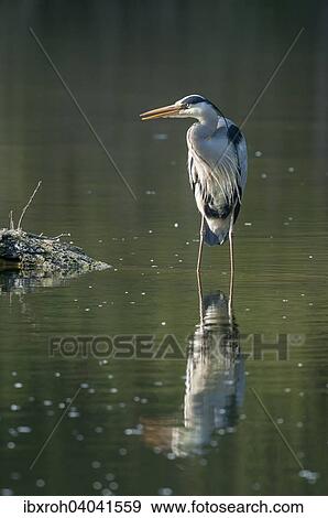 "Grey Heron (Ardea cinerea) standing in the water, reflections, Austria, Europe" View Large Photo Image Stock Photo - "Grey Heron (Ardea cinerea) standing in the water, reflections, Austria, Europe". Fotosearch