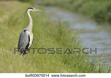 "Grey Heron (Ardea cinerea) standing on the banks of a brook, The Netherlands, Europe" View Large Photo Image Picture - "Grey Heron (Ardea cinerea) standing on the banks of a brook, The Netherlands, Europe". Fotosearch