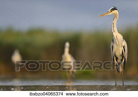 "Grey Heron (Ardea cinerea), standing in water, Kiskunsag National Park, Hungary, Europe" View Large Photo Image Picture - "Grey Heron (Ardea cinerea), standing in water, Kiskunsag National Park, Hungary, Europe". Fotosearch