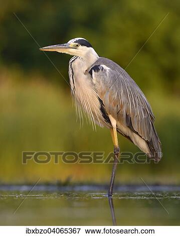 Stock Photo - "Grey Heron (Ardea cinerea), standing in water, Kiskunsag National Park, Hungary, Europe". Fotosearch