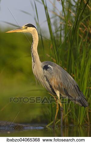 "Grey Heron (Ardea cinerea), standing in water, Kiskunsag National Park, Hungary, Europe" View Large Photo Image Stock Photo - "Grey Heron (Ardea cinerea), standing in water, Kiskunsag National Park, Hungary, Europe". Fotosearch