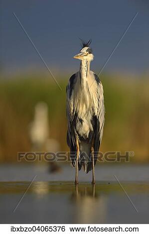 "Grey Heron (Ardea cinerea), standing in water, Kiskunsag National Park, Hungary, Europe" View Large Photo Image Stock Photograph - "Grey Heron (Ardea cinerea), standing in water, Kiskunsag National Park, Hungary, Europe". Fotosearch