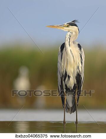 "Grey Heron (Ardea cinerea), standing in water, Kiskunsag National Park, Hungary, Europe" View Large Photo Image Stock Photography - "Grey Heron (Ardea cinerea), standing in water, Kiskunsag National Park, Hungary, Europe". Fotosearch