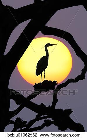 Stock Image - "Grey Heron (Ardea cinerea), silhouetted against the sun, composing". Fotosearch