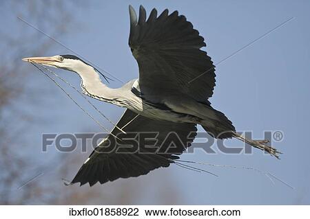 Grey Heron (Ardea cinerea) View Large Photo Image Stock Image - Grey Heron (Ardea cinerea). Fotosearch