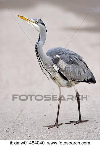 Grey Heron (Ardea cinerea) View Large Photo Image Stock Image - Grey Heron (Ardea cinerea). Fotosearch