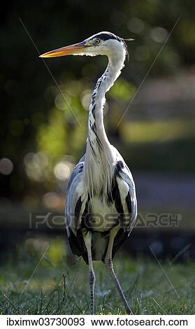 Stock Image - "Grey Heron (Ardea cinerea), Baden-Wurttemberg, Germany, Europe". Fotosearch