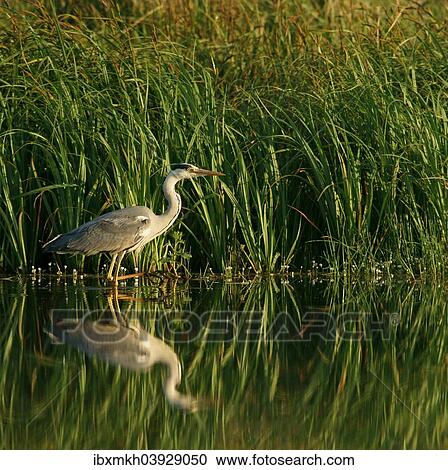 "Grey Heron (Ardea cinerea), Mecklenburg-Western Pomerania, Germany, Europe" View Large Photo Image Stock Image - "Grey Heron (Ardea cinerea), Mecklenburg-Western Pomerania, Germany, Europe". Fotosearch