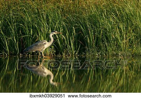 "Grey Heron (Ardea cinerea), Mecklenburg-Western Pomerania, Germany, Europe" View Large Photo Image Stock Image - "Grey Heron (Ardea cinerea), Mecklenburg-Western Pomerania, Germany, Europe". Fotosearch