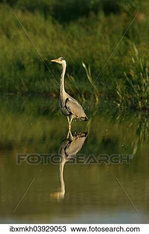 "Grey Heron (Ardea cinerea), Mecklenburg-Western Pomerania, Germany, Europe" View Large Photo Image Stock Image - "Grey Heron (Ardea cinerea), Mecklenburg-Western Pomerania, Germany, Europe". Fotosearch