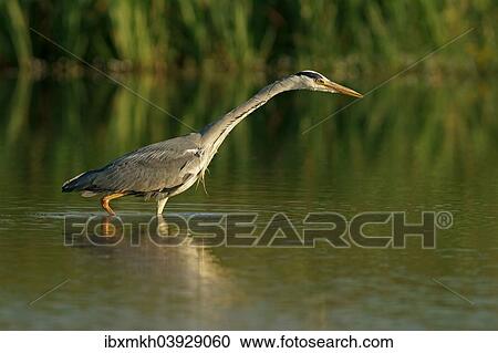 "Grey Heron (Ardea cinerea), Mecklenburg-Western Pomerania, Germany, Europe" View Large Photo Image Stock Image - "Grey Heron (Ardea cinerea), Mecklenburg-Western Pomerania, Germany, Europe". Fotosearch