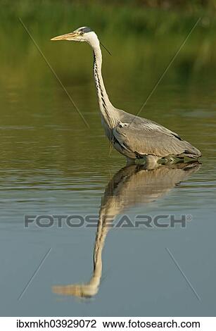 Stock Image - "Grey Heron (Ardea cinerea), Mecklenburg-Western Pomerania, Germany, Europe". Fotosearch