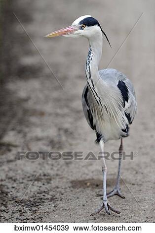 Grey Heron (Ardea cinerea) View Large Photo Image Stock Photo - Grey Heron (Ardea cinerea). Fotosearch