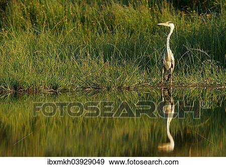 "Grey Heron (Ardea cinerea), Mecklenburg-Western Pomerania, Germany, Europe" View Large Photo Image Stock Photo - "Grey Heron (Ardea cinerea), Mecklenburg-Western Pomerania, Germany, Europe". Fotosearch