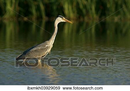 "Grey Heron (Ardea cinerea), Mecklenburg-Western Pomerania, Germany, Europe" View Large Photo Image Stock Photo - "Grey Heron (Ardea cinerea), Mecklenburg-Western Pomerania, Germany, Europe". Fotosearch
