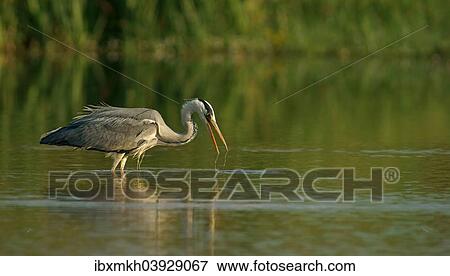"Grey Heron (Ardea cinerea), Mecklenburg-Western Pomerania, Germany, Europe" View Large Photo Image Stock Photo - "Grey Heron (Ardea cinerea), Mecklenburg-Western Pomerania, Germany, Europe". Fotosearch