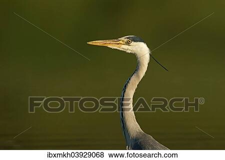 "Grey Heron (Ardea cinerea), Mecklenburg-Western Pomerania, Germany, Europe" View Large Photo Image Stock Photo - "Grey Heron (Ardea cinerea), Mecklenburg-Western Pomerania, Germany, Europe". Fotosearch