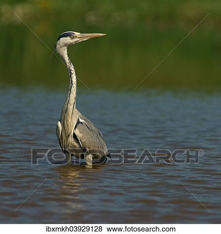 "Grey Heron (Ardea cinerea), Mecklenburg-Western Pomerania, Germany, Europe" View Large Photo Image Stock Photo - "Grey Heron (Ardea cinerea), Mecklenburg-Western Pomerania, Germany, Europe". Fotosearch