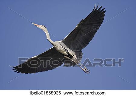 Grey Heron (Ardea cinerea) View Large Photo Image Stock Photograph - Grey Heron (Ardea cinerea). Fotosearch