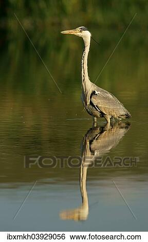 "Grey Heron (Ardea cinerea), Mecklenburg-Western Pomerania, Germany, Europe" View Large Photo Image Stock Photograph - "Grey Heron (Ardea cinerea), Mecklenburg-Western Pomerania, Germany, Europe". Fotosearch