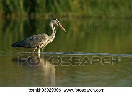 "Grey Heron (Ardea cinerea), Mecklenburg-Western Pomerania, Germany, Europe" View Large Photo Image Stock Photography - "Grey Heron (Ardea cinerea), Mecklenburg-Western Pomerania, Germany, Europe". Fotosearch