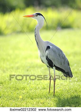 "Grey Heron (Ardea cinerea), Stuttgart, Baden-Wuerttemberg, Germany, Europe" View Large Photo Image Stock Image - "Grey Heron (Ardea cinerea), Stuttgart, Baden-Wuerttemberg, Germany, Europe". Fotosearch
