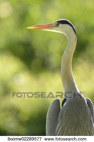 "Grey Heron (Ardea cinerea), Stuttgart, Baden-Wuerttemberg, Germany, Europe" View Large Photo Image Stock Photo - "Grey Heron (Ardea cinerea), Stuttgart, Baden-Wuerttemberg, Germany, Europe". Fotosearch