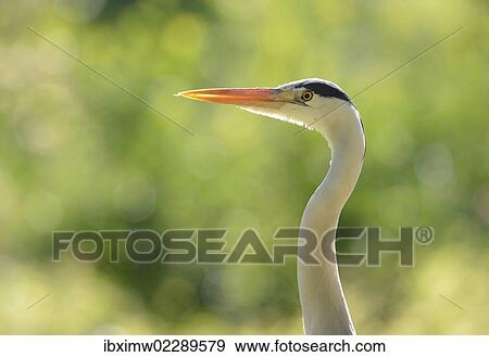 "Grey Heron (Ardea cinerea), Stuttgart, Baden-Wuerttemberg, Germany, Europe" View Large Photo Image Stock Photo - "Grey Heron (Ardea cinerea), Stuttgart, Baden-Wuerttemberg, Germany, Europe". Fotosearch