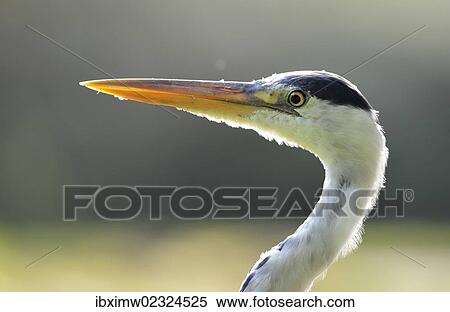 "Grey Heron (Ardea cinerea), Stuttgart, Baden-Wuerttemberg, Germany, Europe" View Large Photo Image Stock Photography - "Grey Heron (Ardea cinerea), Stuttgart, Baden-Wuerttemberg, Germany, Europe". Fotosearch