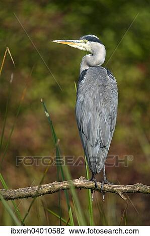"Grey Heron (Ardea cinerea), Tyrol, Austria, Europe" View Large Photo Image Stock Image - "Grey Heron (Ardea cinerea), Tyrol, Austria, Europe". Fotosearch