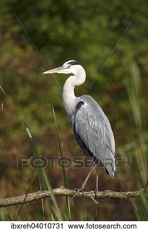 Stock Image - "Grey Heron (Ardea cinerea), Tyrol, Austria, Europe". Fotosearch